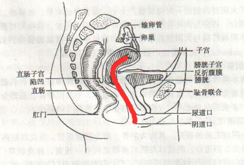  寻找最原始的纯洁肌肤女孩| EXE弯曲子宫测评(图18)