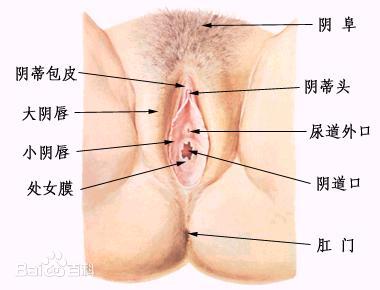 用15年的科学去研究一个名器 | NPG名器的品格 视频测评(图13)